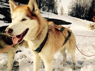Chien de traineau Lyon Incentive